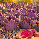 25 Purple Prickly Pear Cactus Seeds, Prickly Pear Cactus Seeds, Hardy Succulent Plants for Outdoor Indoor Planting, Fast-Growing