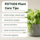 3 Mixed Pothos Plants in 4" Pot, 3-6" Tall Plant, Assorted Pothos Houseplants for Home and Office
