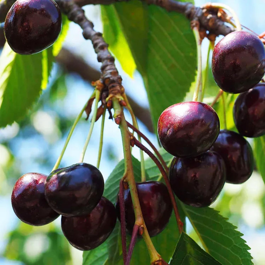 2 Wild Black Cherry Trees Live Plant, Cherry Plant Live Fruit Tree, 12-18 Inch Height, Bareroot Dormant, Black Cherry Tree Plant for Planting