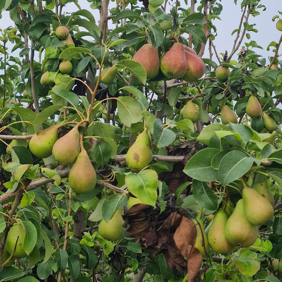 Pear Tree Live Plant, Pear Plant Tree, 2 to 3 Feet Tall, Pear Live Plant, Sweet Fruit Plant