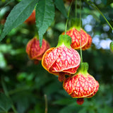2 Orange Abutilon Plants Live for Planting 5 to 9 Inch Height, Ornamental Lantern Abutilon Flowering Live Plants, Fragrant Abutilon Well Rooted Plug
