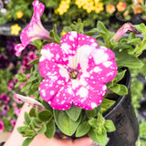 2 Pink Petunia Plants Live, Vibrant Flowering Seedlings, 5-9 Inches Tall for Outdoor Spaces, Petunia Flowers