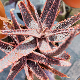Live Aloe Purple Plant, 4 Inc Pot, Well-Rooted Succulent, Indoor Houseplant