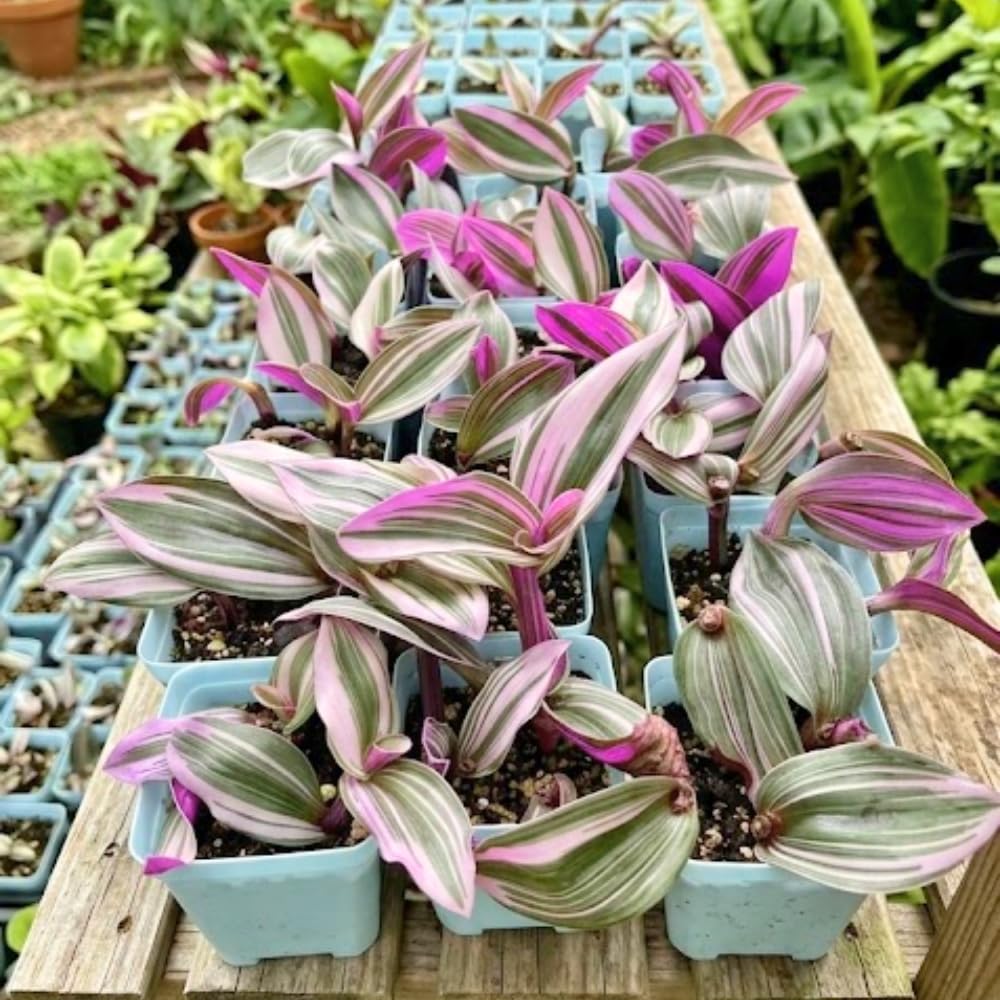 Nanouk Wandering Jew Live Plant, 4-7" Tall in Pot, Wandering Jew Plant Live, Vibrant Pink and Green Leaves, Decorative Foliage Houseplant