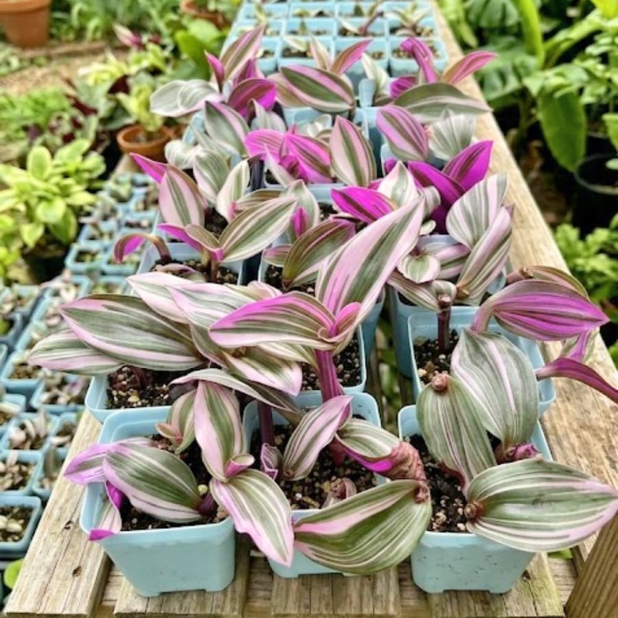 Nanouk Wandering Jew Live Plant, 4-7" Tall in Pot, Wandering Jew Plant Live, Vibrant Pink and Green Leaves, Decorative Foliage Houseplant