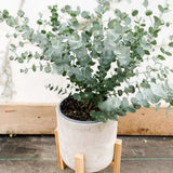 Baby Blue Eucalyptus Tree Live Plant in 2.5" Pot, Cold Hardy, Very Fragrant Foliage, Blue Color, Spring Planting Outdoor