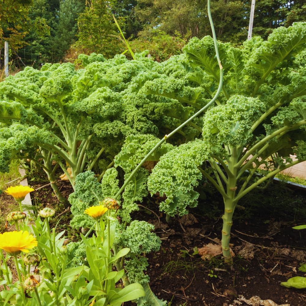 2 Kale Plants Live, Vegetable Live Plant, Kale Live Plant Pot, 3 to 5 Inc Tall, Perennial Hardy Vegetable Plants