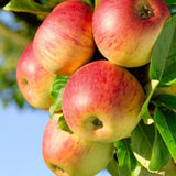 Gala Apple Tree Live Plant 2-3 Feet Tall, Apple Plant Live for Planting, Bareroot, Dormant, Live Apple Tree Plant, Sweet Apple Fruit Tree