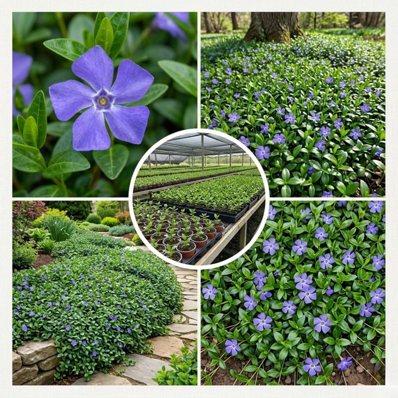 3 Live Vinca Minor Vine Plants, Periwinkle Ground Cover Plant 4 Inch Pot, Trailing Vinca Plant for Garden Borders, Landscape Beds or Outdoor Growing