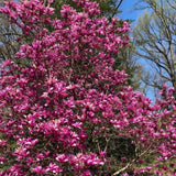 Magnolia Tree Live Plant in 2.5'' Pot, Magnolia Starter Tree, Ornamental Flowering Tree, Outdoor or Container Growing (Ann Magnolia)