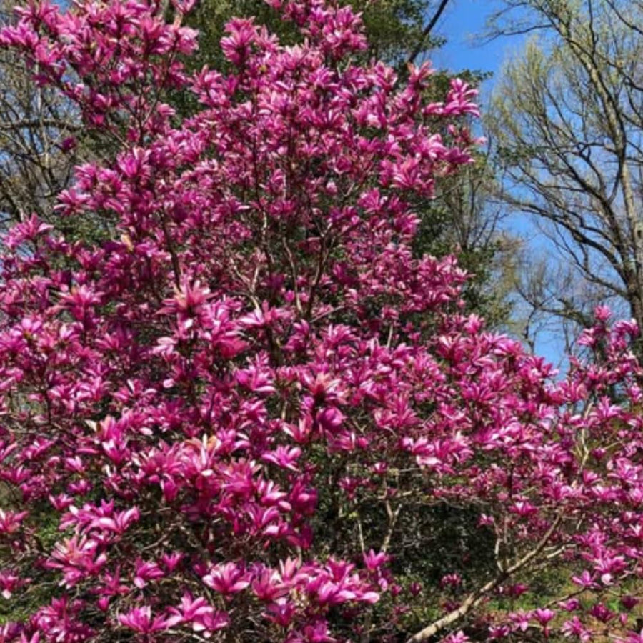 Magnolia Tree Live Plant in 2.5'' Pot, Magnolia Starter Tree, Ornamental Flowering Tree, Outdoor or Container Growing (Ann Magnolia)