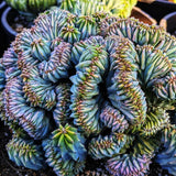 Blue Candle Curly Cactus Live Plant in 4" Pot, Rare Blue Cactus Succulent for Home Decor Outdoor Indoor Growing