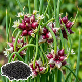 200 Walking Onion Seeds for Planting, Hardy Perennial Vegetable Egyptian Walking Onion Seeds for Indoor Outdoor Garden and Patio Growing