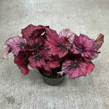 Pack 3 Burgundy Begonia Plants, Begonia Houseplant Well Rooted, 3 to 5 Inches