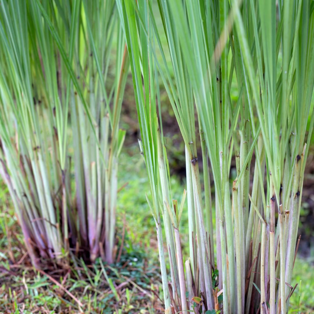 2 Lemon Grass Live Plants, Lemongrass Plant Herb Plant from 7 inches Tall, Lemongrass Plants Live for Home Garden Patio