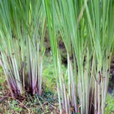 2 Lemon Grass Live Plants, Lemongrass Plant Herb Plant from 7 inches Tall, Lemongrass Plants Live for Home Garden Patio