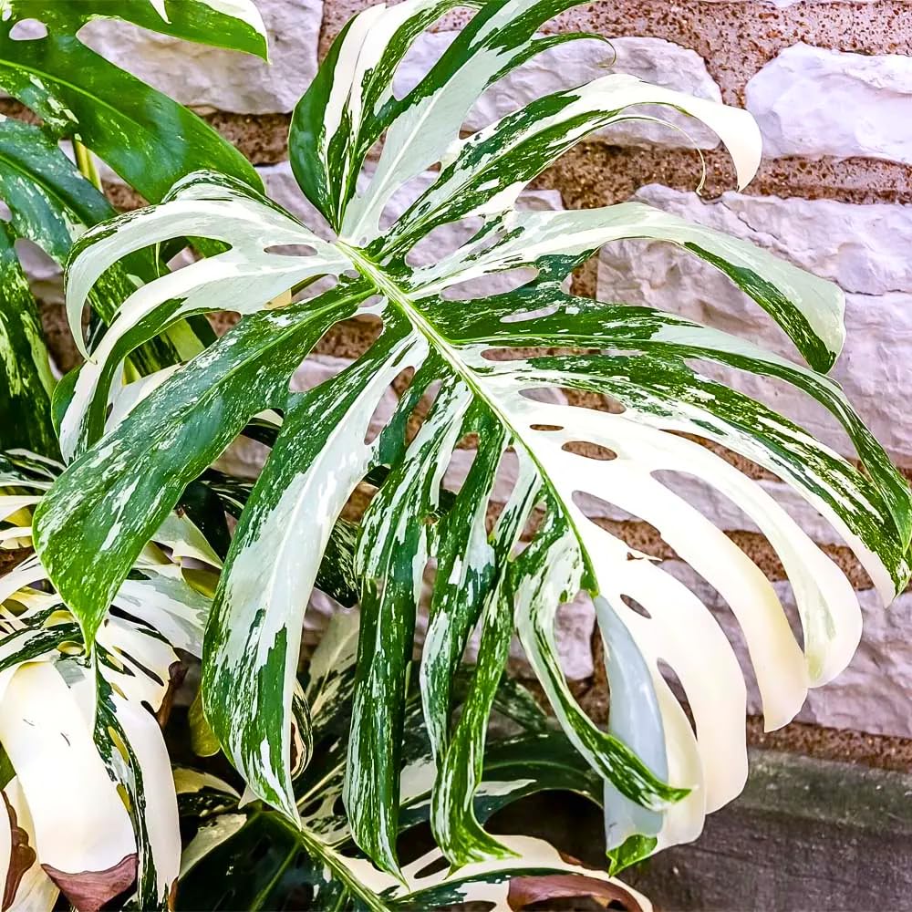 Monstera Plant Live, Rare Tropical Monstera Well Rooted, Live Philodendron Indoor Houseplant 4-8 Inches Ready to Grow (Variegated White Monstera)