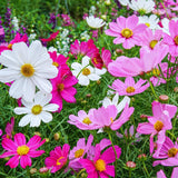 1000 Mix Cosmos Flower Seeds, Cosmos Seeds for Planting Outdoor Indoor