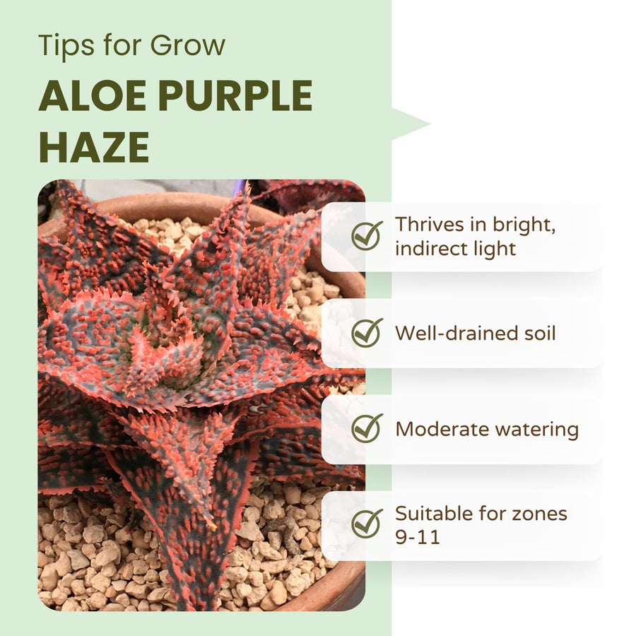 Live Aloe Purple Plant, 4 Inc Pot, Well-Rooted Succulent, Indoor Houseplant
