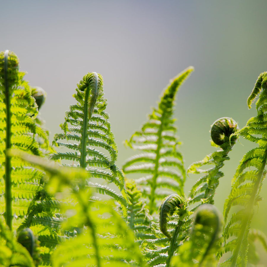 10 Lady Fern Roots, Fern Root for Shade Gardens, Landscape Borders and Container Growing