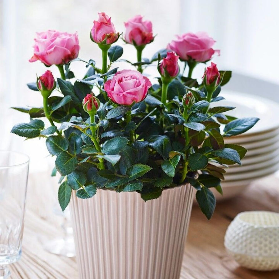 TANKDA Mini Rose Bush, Miniature Rose Flowers in 3'' Pot, Compact Flowering Rose for Indoor Outdoor Gardens and Containers (Pink Roses)