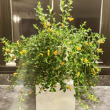 Orange Goldfish Plants Live Houseplants, Tropical Goldfish Plant in 4 Inches Pot, 4-7 Inches Height, Vibrant Trailing Plant for Home Office Decor