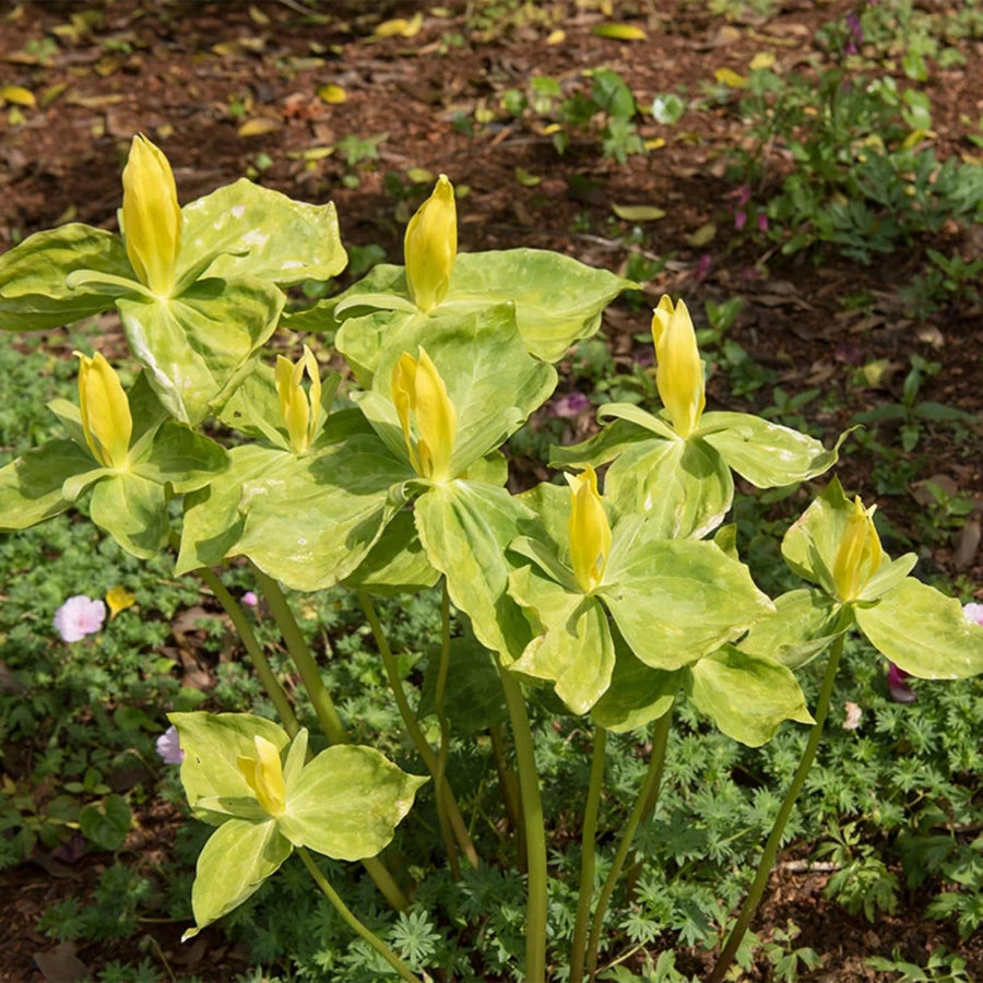Set of 5 Yellow Trillium Bulbs, Large Bulbs, Trillium Bulbs for Planting, Trillium Bulbs Bulk for Garden, Trillium Flower Bulbs, Ready to Plant