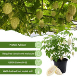 White Bittermelon Plant Live 6-8 Inches Tall in 4" Pot, Live Bittermelon Plants for Growing Outdoor Garden