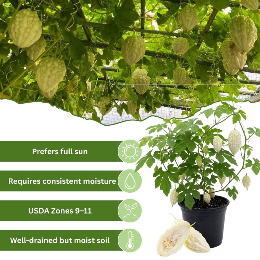 White Bittermelon Plant Live 6-8 Inches Tall in 4" Pot, Live Bittermelon Plants for Growing Outdoor Garden