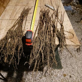 4 Black Cherry Plants Live, 1-1.5 Feet Tall, Sweet Cherry Tree Live Plant, Bareroots, Dormant, Black Cherry Live Plant Fruit Tree, Cherry Tree Plant