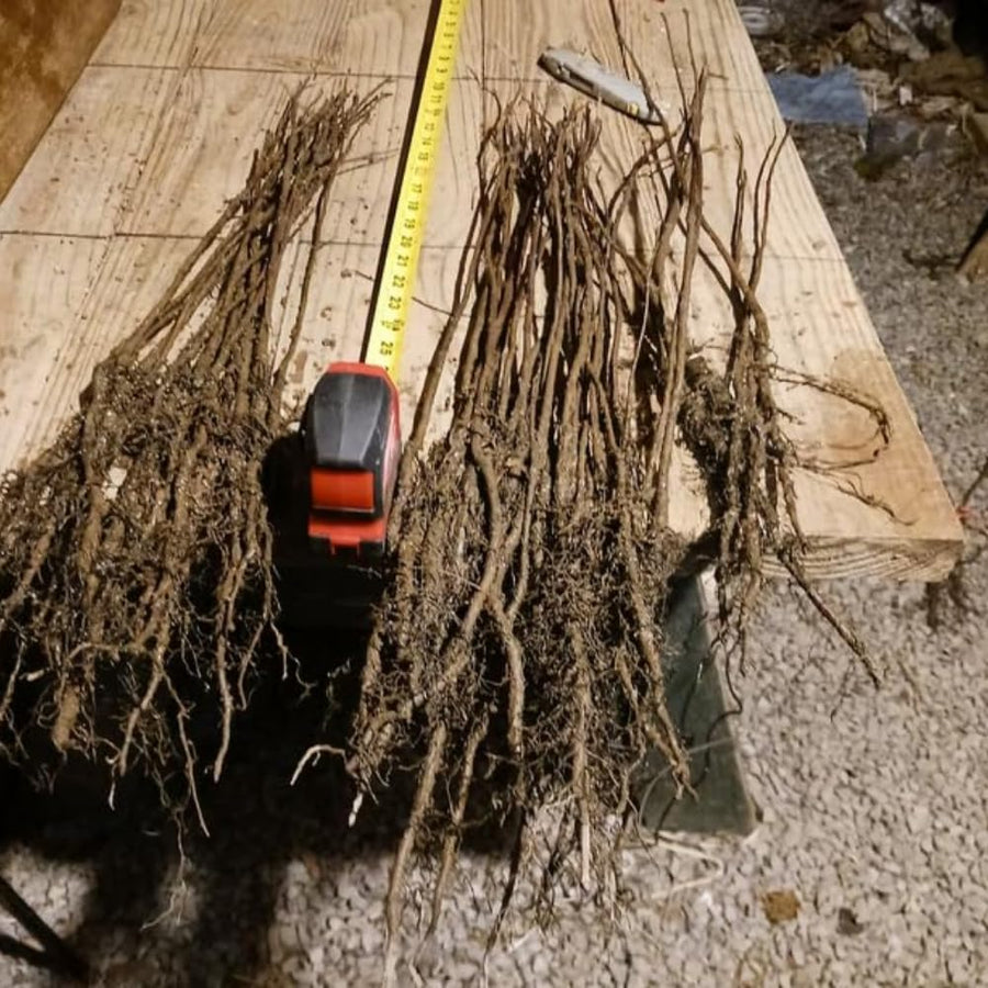 Set 2 Black Cherry Seedlings, Trees Live Plants, 1-2 Feet Tall, Sweet Cherry Plants Live for Planting Outdoors, Bareroots Dormant