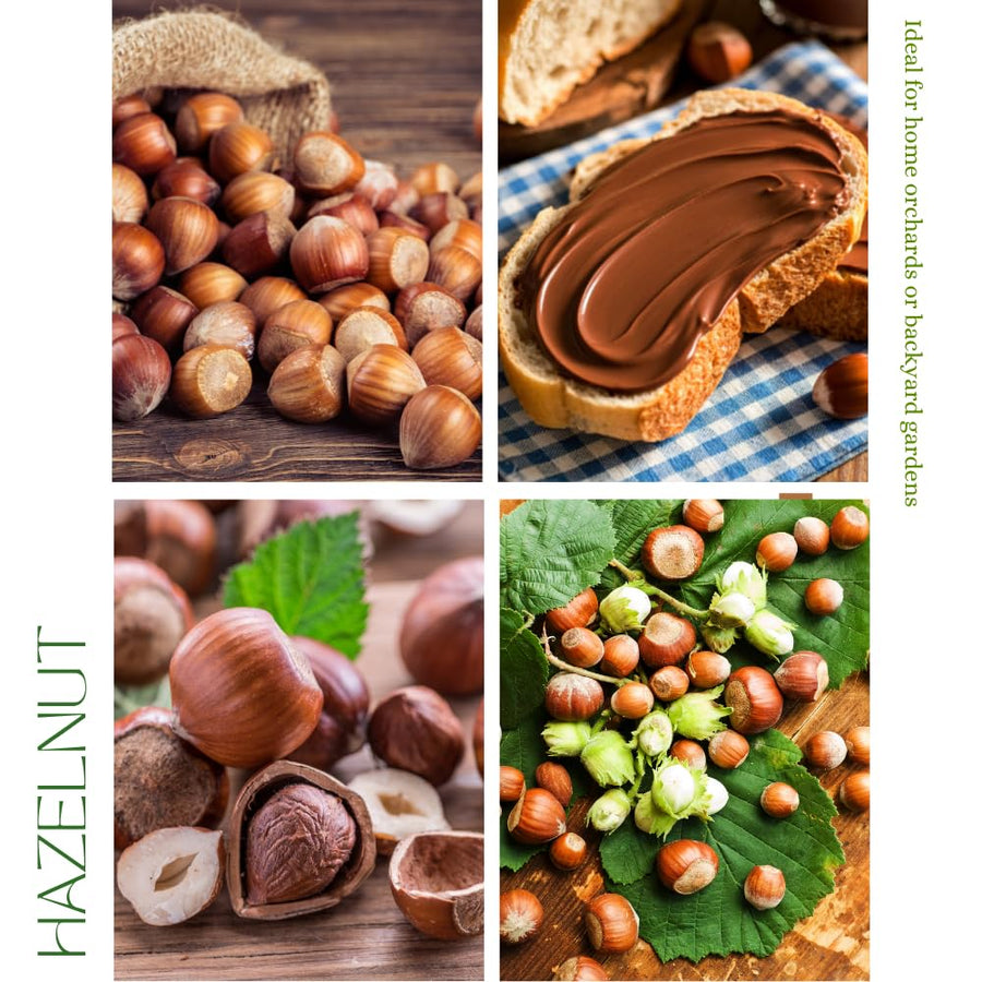 Set 2 Hazelnut Bare Roots Plant, Hazelnut Plant, 12-16 Inc Tall, No Leaf, 1-2 Years Old Bare Roots, Hardy Nut Tree for Outdoor Garden and Edible Landscape Growing