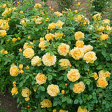 Yellow Roses Live Plants 7 Months Old, Rose Bushes Ready to Plant 5-9" Tall, Very Fragrant, Can Grow As Climber or Bush Tree or Trellises, Walls, Fences