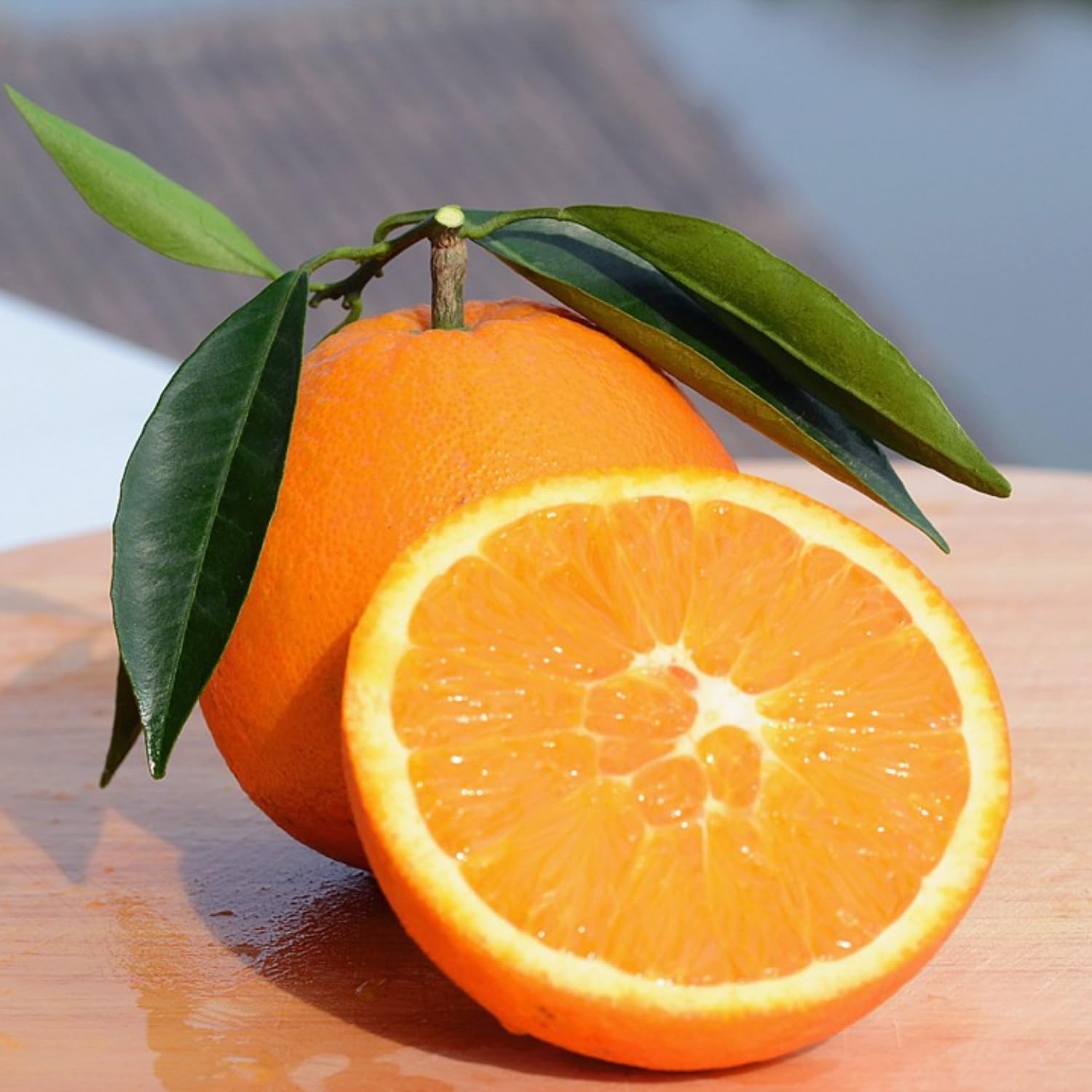 Seedless Navel Orange Tree Live Plant, 3 Years Old Sweet Orange Fruit, 3-4 Feet Tall, Ready to Harvest