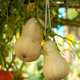 25 Butternut Squash Seeds, Vegetable Seeds for Garden Planting, Squash for Home Growing