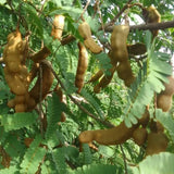 Tamarind Plant Live, Tropical Fruit Tamarind Plant for Outdoor, 4 Inc Pot