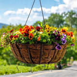 Pansy Live Plant, Pansies Plants Live, Mixed Color Pansies Flower Plants, 4-6 Inc in Height, 4 Inc Pot for Indoor Outdoor Gardening