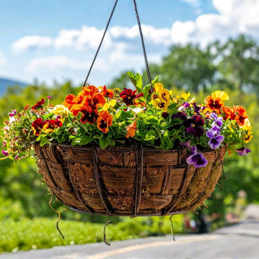 Pansy Live Plant, Pansies Plants Live, Mixed Color Pansies Flower Plants, 4-6 Inc in Height, 4 Inc Pot for Indoor Outdoor Gardening