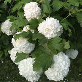 Old Snowball Viburnum Live Plants, 6-12 Inch Tall Viburnum Plant in 4 inch Pot, Perennial Hardy Flower Plant for Garden, Patio and Landscape
