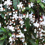 1 Clerodendrum Wallichii Plant Smithianum - Light Bulb White Chain of Glory Clerodendrum Live Plant - 4-9 Inc Tall - Great for Beautifying Indoor and Outdoor Spaces
