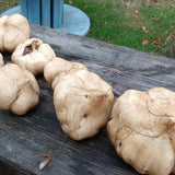 48 Jicama Seeds for Planting, Sweet Root Vegetable for Garden Growing