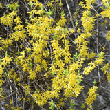 Gold Forsythia Live Plant in 2.5 Inch Pot, Forsythia Plant Live, Hardy Yellow Flowering Shrub for Outdoor Gardens