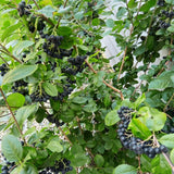 Set 2 Chokeberry Plant Live, Black Chokeberry Live Plant for Home Garden, 2-3 Years Old Bare Roots, Black Berries Shrub, 14 to 16 Inches Tall