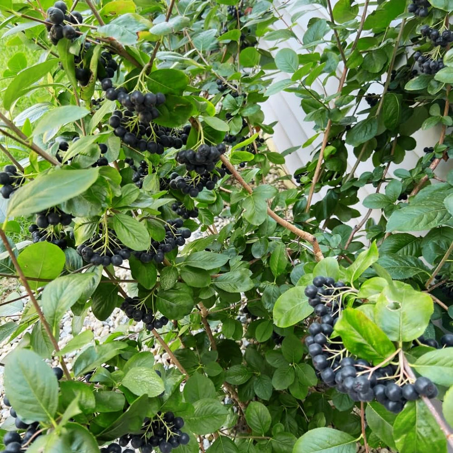 Set 2 Chokeberry Plant Live, Black Chokeberry Live Plant for Home Garden, 2-3 Years Old Bare Roots, Black Berries Shrub, 14 to 16 Inches Tall