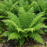 10 Lady Ferns Roots, Fern Live Plants Outdoor Indoor Planting, 4 to 6 Inc Tall