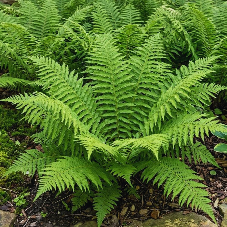 10 Fern Live Plants Roots, Lady Ferns Plant Live, Fern Starter Plant for Growing Indoor, 10 Roots Rhizomes