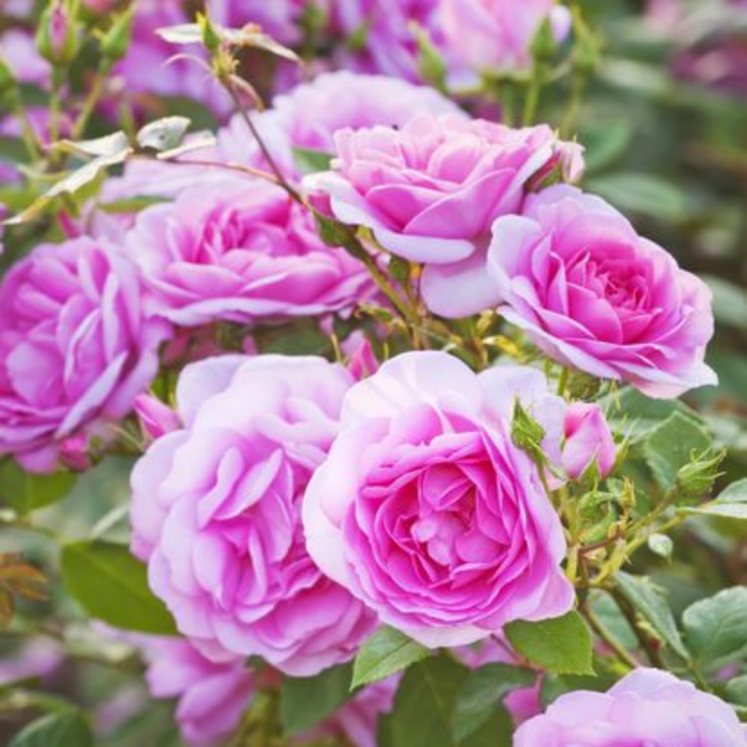 2 Rose Plants Live, Rose Bush Live Plants, Fragrant Rose Flowers, Well Rooted 5-10 Inch Tall, No Pot (Pink Rose)