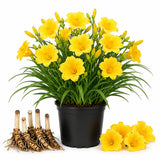 3 Yellow Daylily Bulbs for Planting, Reblooming Daylilies Roots, Hardy Perennial Flowers Bulbs, Gardens and Borders Planting