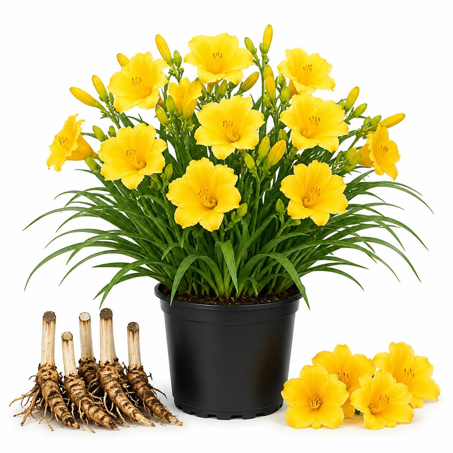 3 Yellow Daylily Bulbs for Planting, Reblooming Daylilies Roots, Hardy Perennial Flowers Bulbs, Gardens and Borders Planting