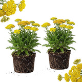 2 Yarrow Plants Live, 4 to 6 Inc Tall, Yellow Yarrow Flower Live Plant Bare Roots, Perennial Flower Gardening